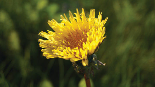 The Dandelion: A Versatile Edible and Medicinal Herb