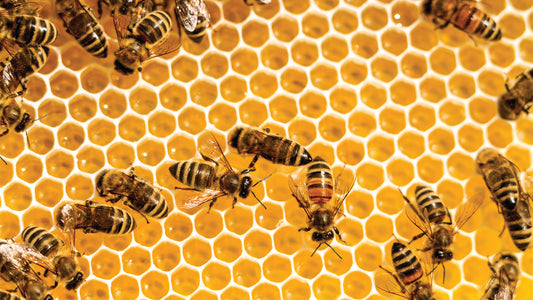 Exploring Propolis: A Valuable Bee-Derived Product