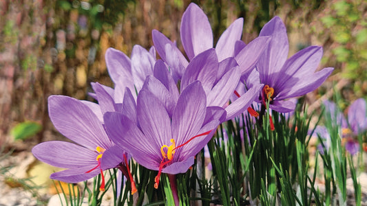 The Precious Elegance of Saffron